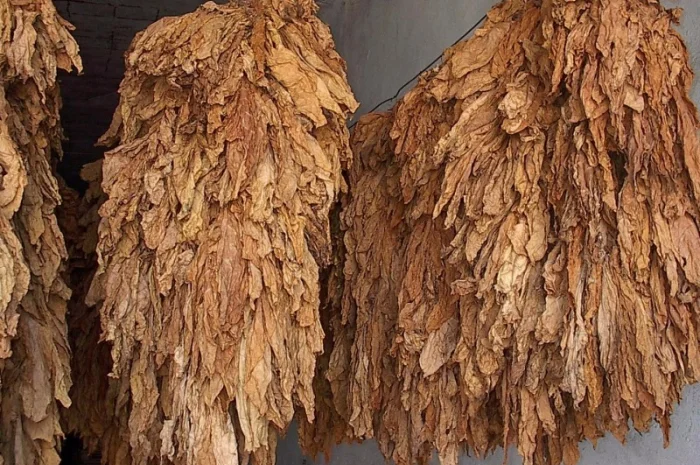 Тютюн на вагу — Вірджінія, Берлі, Мілєніум, ферментований, лапша 0.7 мм- фото № 5