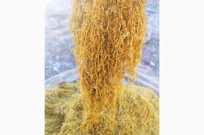 Самосад – тютюн на вагу: Вірджінія, Берлі, Міленіум та Дюбек, врожай 2022- фото № 5