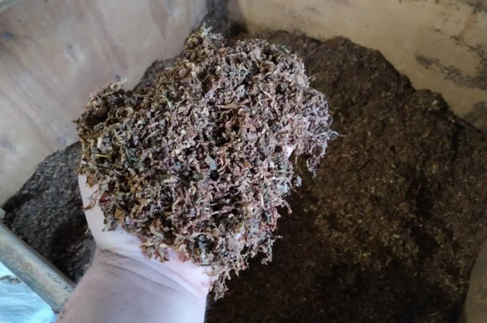 Табак домашній  для сигарет 1 кг ,самосад дюбек, махорка берлі всі свіженькі- фото № 3