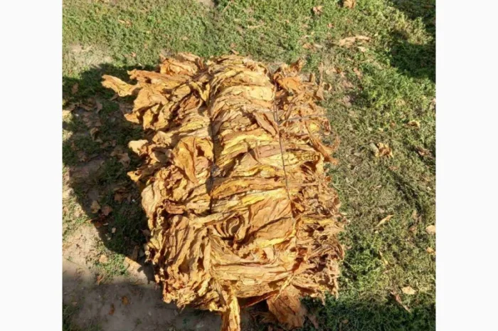 Импортный табак  для сигарет 1 кг: Вирджиния голд, фабричный табак + ароматизация бесплатно- фото № 8