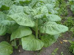 Махорка Виргун домашний самосад  для самокруток- фото № 1