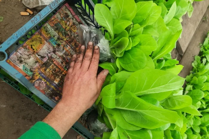 Тютюн, табак для трубки . Домашній, свій табак ароматный, добрий- фото № 3