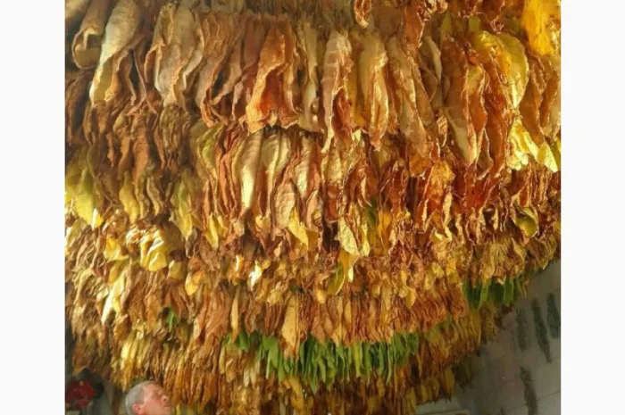 Тютюн, табак для трубки . Домашній, свій табак ароматный, добрий- фото № 4