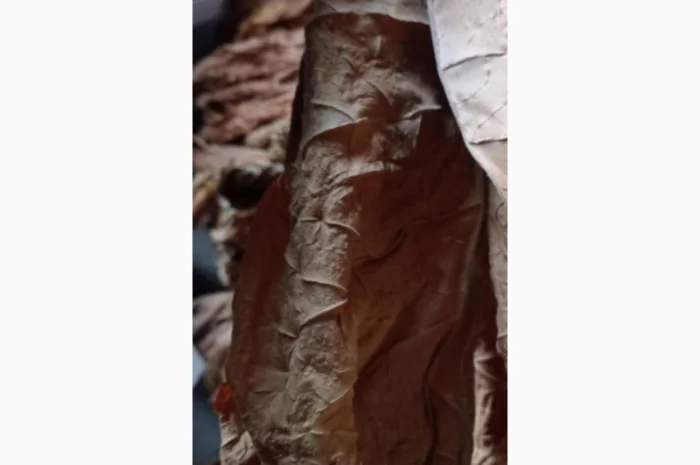 Тютюн листовий для сигарет 1 кг , ціна- фото № 3