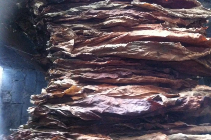 Продам семена табака  для сигарет 1 кг  Верджиния+табак листовой(урожай2021года)- фото № 1