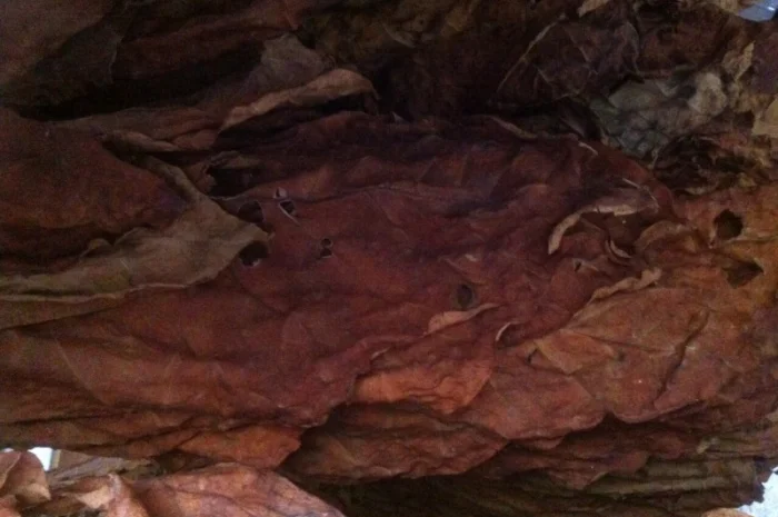 Продам семена табака  для сигарет 1 кг  Верджиния+табак листовой(урожай2021года)- фото № 2