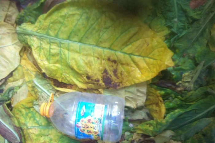 Продам семена табака  для сигарет 1 кг  Верджиния+табак листовой(урожай2021года)- фото № 3