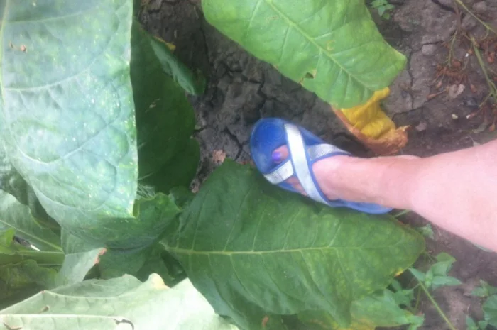 Продам семена табака  для сигарет 1 кг  Верджиния+табак листовой(урожай2021года)- фото № 4