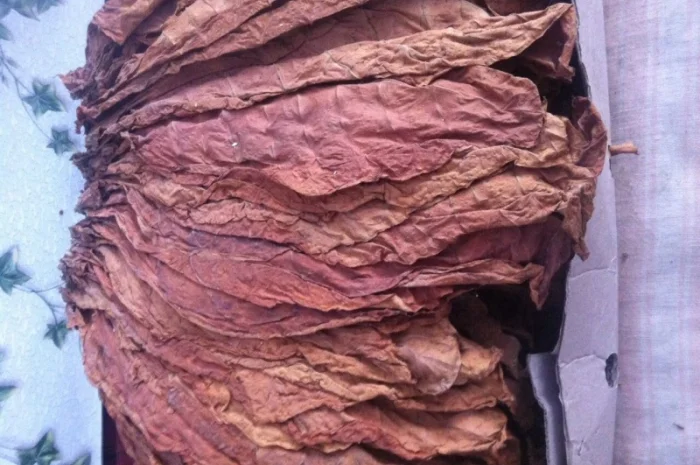 Продам семена табака  для сигарет 1 кг  Верджиния+табак листовой(урожай2021года)- фото № 5