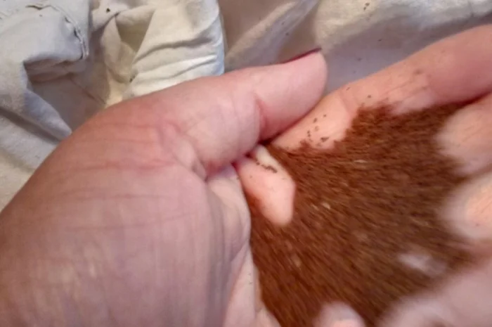 Продам семена табака  для сигарет 1 кг  Верджиния+табак листовой(урожай2021года)- фото № 6