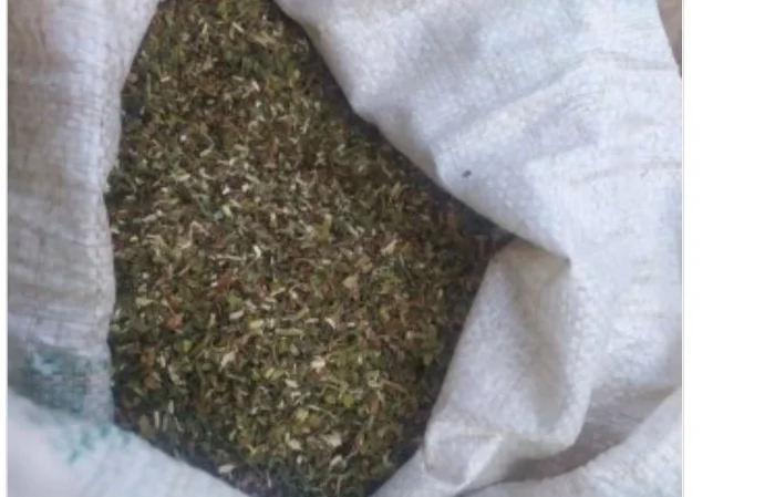 Продам махорку самосад для трубки- фото № 1