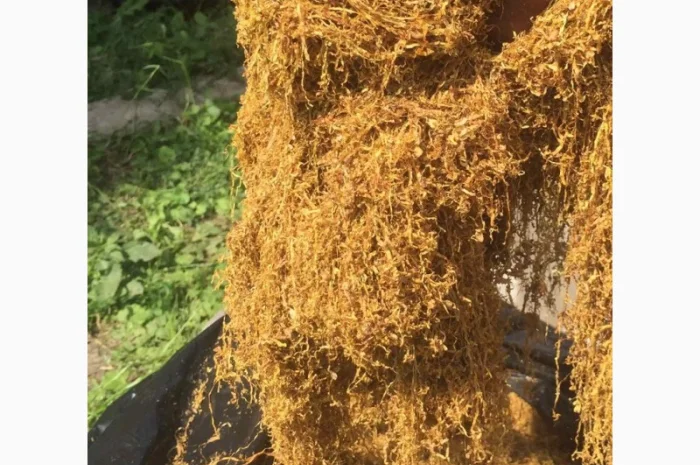 Тютюн   для самокруток найкращої якості- фото № 10