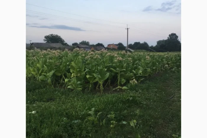 Тютюн   для самокруток найкращої якості- фото № 12