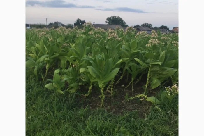 Тютюн   для самокруток найкращої якості- фото № 14