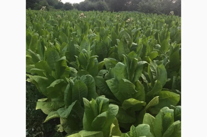 Тютюн   для самокруток найкращої якості- фото № 16