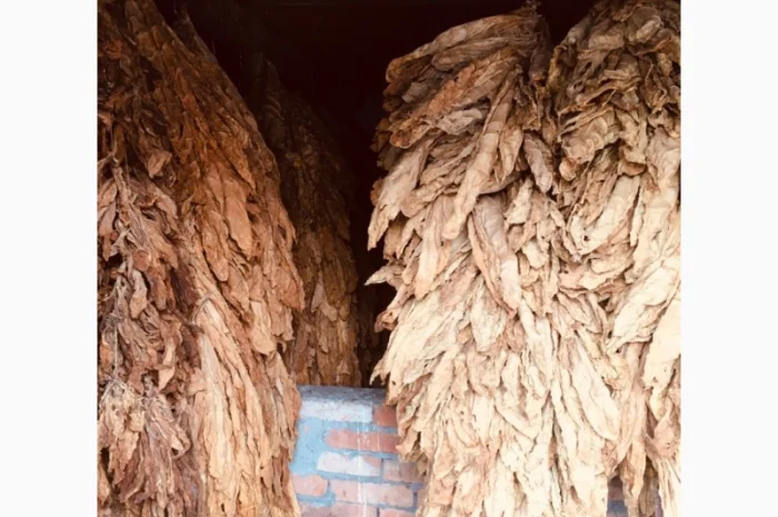 Пропоную тютюн  для сигарет 1 кг- фото № 11