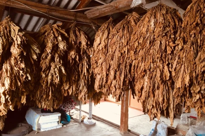 Пропоную тютюн  для сигарет 1 кг- фото № 13