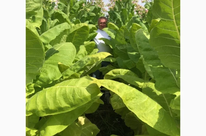 Табак Virginia Gold, легкий–середній, чистий лист- фото № 1