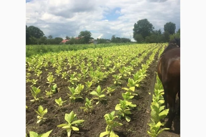 Табак Virginia Gold, легкий–середній, чистий лист- фото № 7