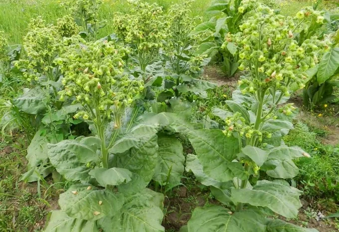 Продам самосад для трубки- фото № 1