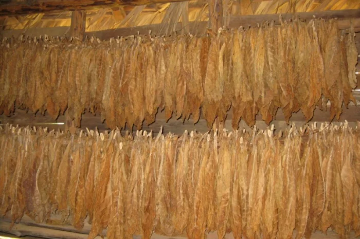 Куплю листок ТЮТЮНУ ОПТОМ! Різних видів і сортів! Вся Україна! Дорого- фото № 1