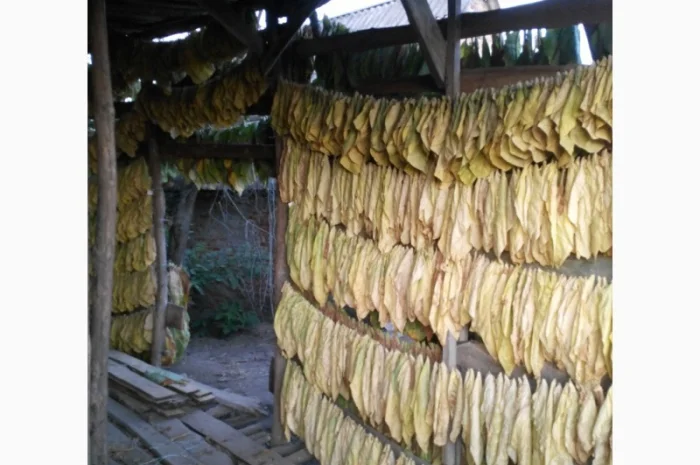 Куплю листок тютюну ОПТОМ і в РОЗДРІБ! Розгляну всі пропозиції! Дорого- фото № 1