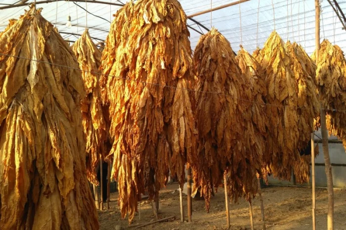 Куплю табачный лист ! ДОРОГО- фото № 1