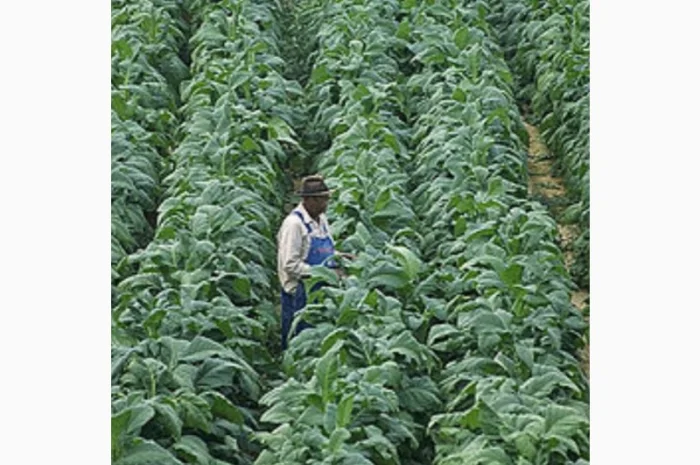 Продам тютюн звичайний для самокруток- фото № 2