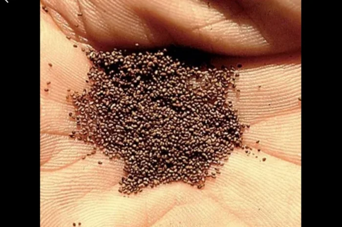 Продаю семена табака Верджиния- фото № 1