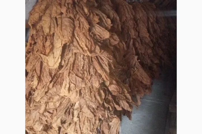 Продам лист тютюну Берлей 38 для самокруток- фото № 2