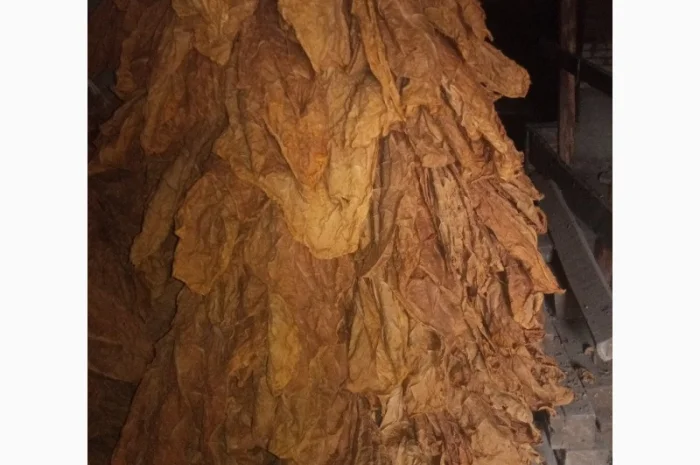 Продам лист тютюну Берлей 38 для самокруток- фото № 3