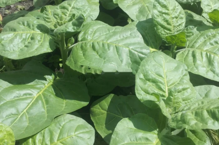 Продам махорку/табак 2025- фото № 3