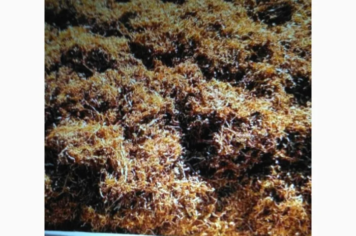 Тютюн Берлей для самокруток- фото № 3