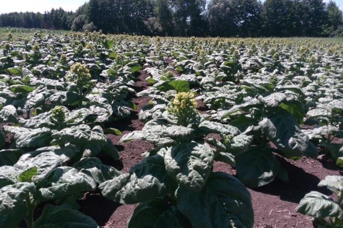 Семена махорки- фото № 1