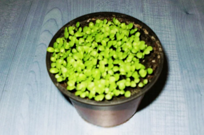 Семена табака Вирджиния Карелия Насіння тютюну Вірджинія Карелія- фото № 1