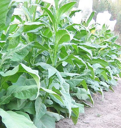 Семена табака Вирджиния Карелия Насіння тютюну Вірджинія Карелія- фото № 3