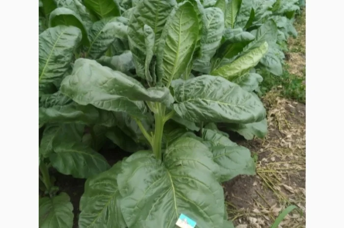 Семена махорки и табака , для самокруток- фото № 1