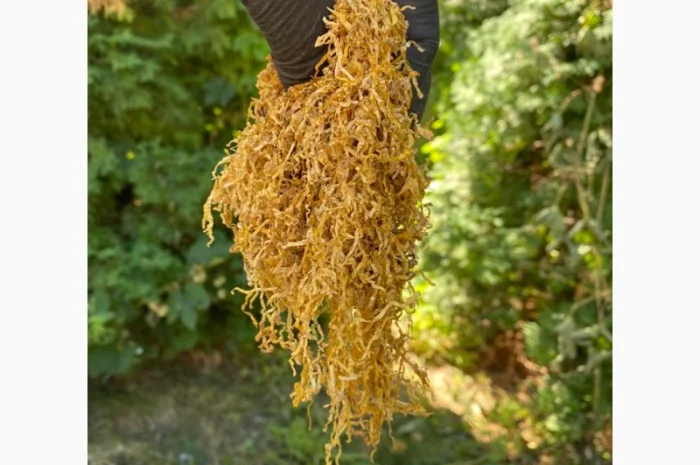 Винстон, Кентуки, Мальборо, Золотое руно, Вирджыния, Берли, Миллениум , для самокруток- фото № 3