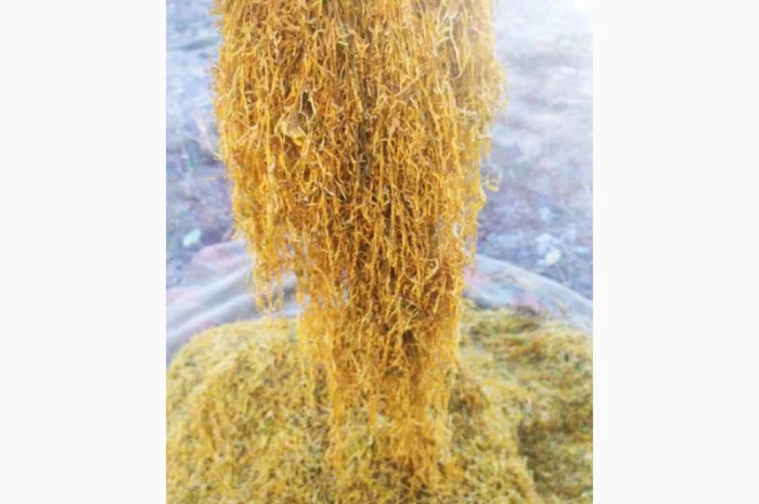 Импортные табаки! /Winston/ KapitanBlek/ Cemell/ Marlboro/ Bond / Вирджиния / Миллениум- фото № 5