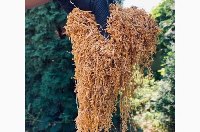 Импортный Табак для сигарет 1 кг! Вирджиния Голд/ Золотое руно/Winston / Kapitan Blek/ Oriental /Marlboro- фото № 4