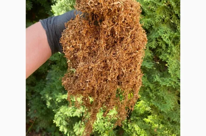 Импортный Табак для сигарет 1 кг! Вирджиния Голд/ Золотое руно/Winston / Kapitan Blek/ Oriental /Marlboro- фото № 6