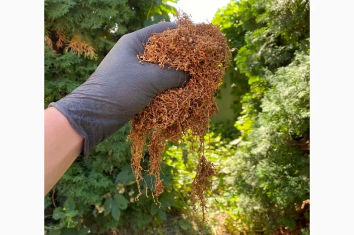 Импортный Табак для сигарет 1 кг! Вирджиния Голд/ Золотое руно/Winston / Kapitan Blek/ Oriental /Marlboro- фото № 8