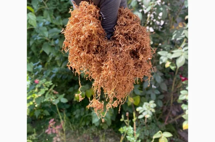 Тютюн  для самокруток ! Вірджинія Голд/ Золоте руно/Winston / Kapitan Blek/ Oriental /Marlboro- фото № 3