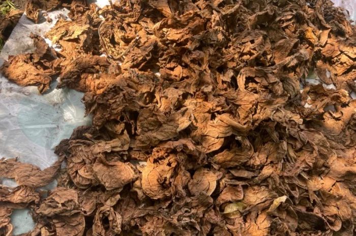 Продам лист табака не кондиція, для самокруток- фото № 1