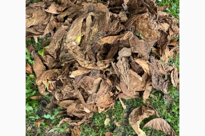 Продам лист табака не кондиція, для самокруток- фото № 2