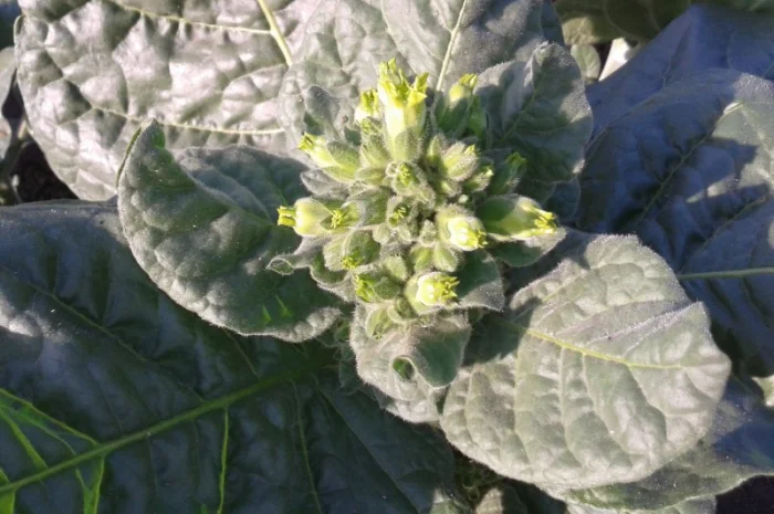 Продам зелену махорку для трубки- фото № 1