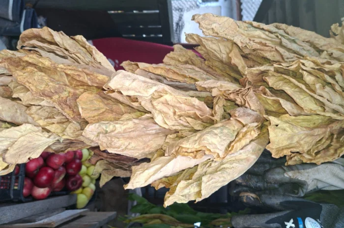 Продам листя тютюну некондиція. 400грн- фото № 1