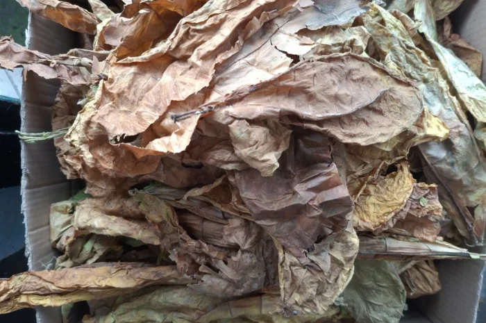 Продам листя тютюну некондиція. 400грн- фото № 2