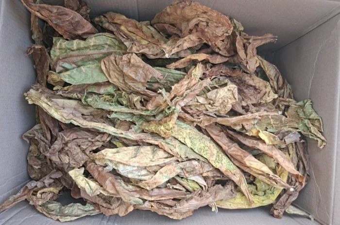 Продам листя тютюну некондиція. 400грн- фото № 3