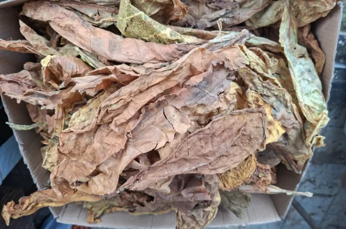 Продам листя тютюну некондиція. 400грн- фото № 4